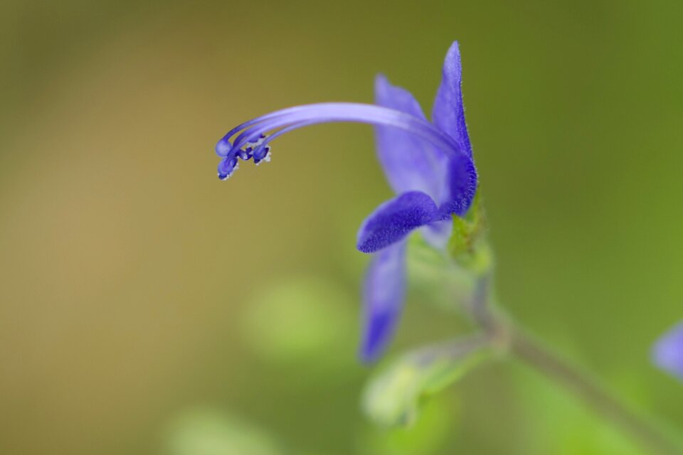 Wildflower blue august