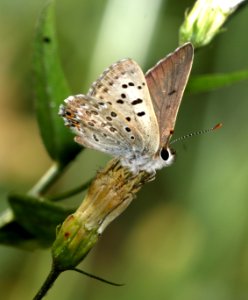 COPPER, EDITH'S (Lycaena editha)  (8-9-2017) placer co, ca -02