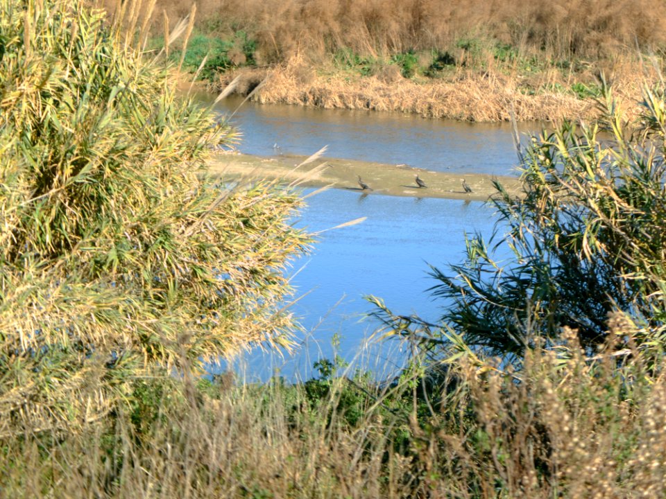 DSCF8013