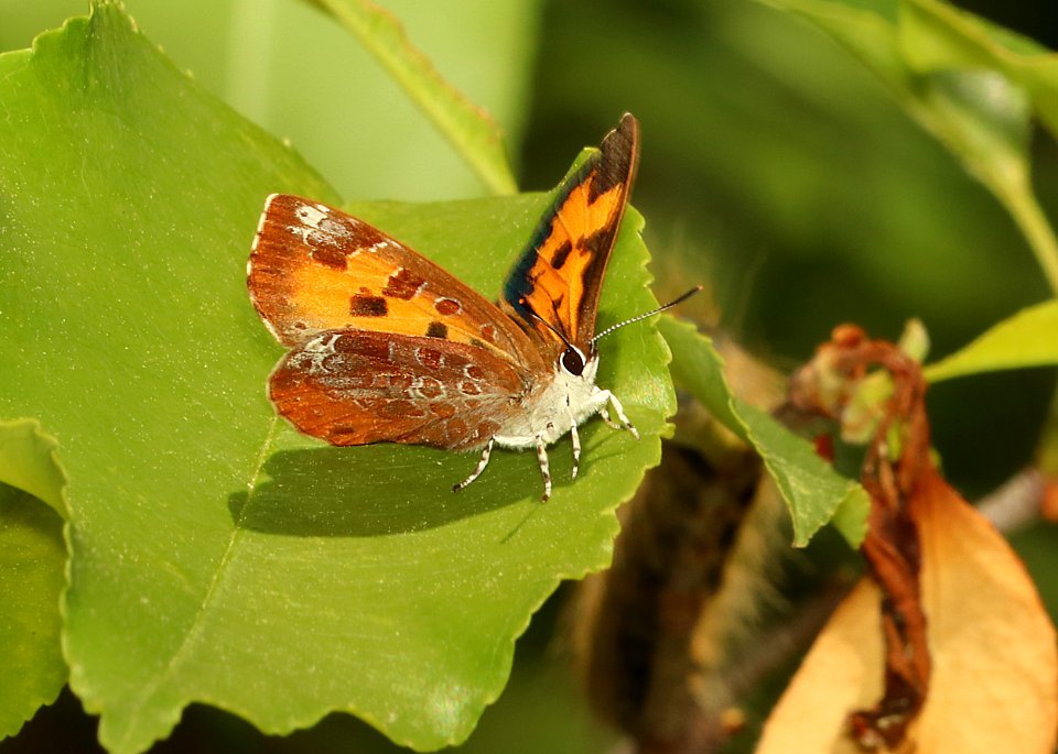 HARVESTER (Feniseca tarquinius) (6-2-2018) crawford co, mi -06 photo