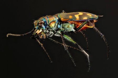 Yellowstone white tiger beetle (side view) - Cicindela haemorrhagica