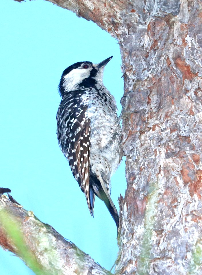 538 - RED-COCKADED WOODPECKER (6-9-2017) adult, patsy pond nature trail, croatan nat forest, carteret co, nc -02