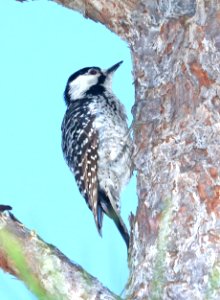538 - RED-COCKADED WOODPECKER (6-9-2017) adult, patsy pond nature trail, croatan nat forest, carteret co, nc -02