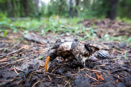 Beaver skull, Soda Butte Creek