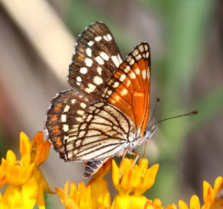 CHECKERSPOT, BLACK (Chlosyne cyneas) (6-14-2020) miller canyon, huachuca mts, cochise co, az -07