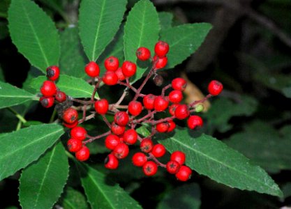 TOYON (heteromeles arbutifolia) (3-24-07) canet