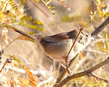 SPARROW, BOTTERI'S (1-8-13) mile 3.40 of circulo montana, scc, az - 06