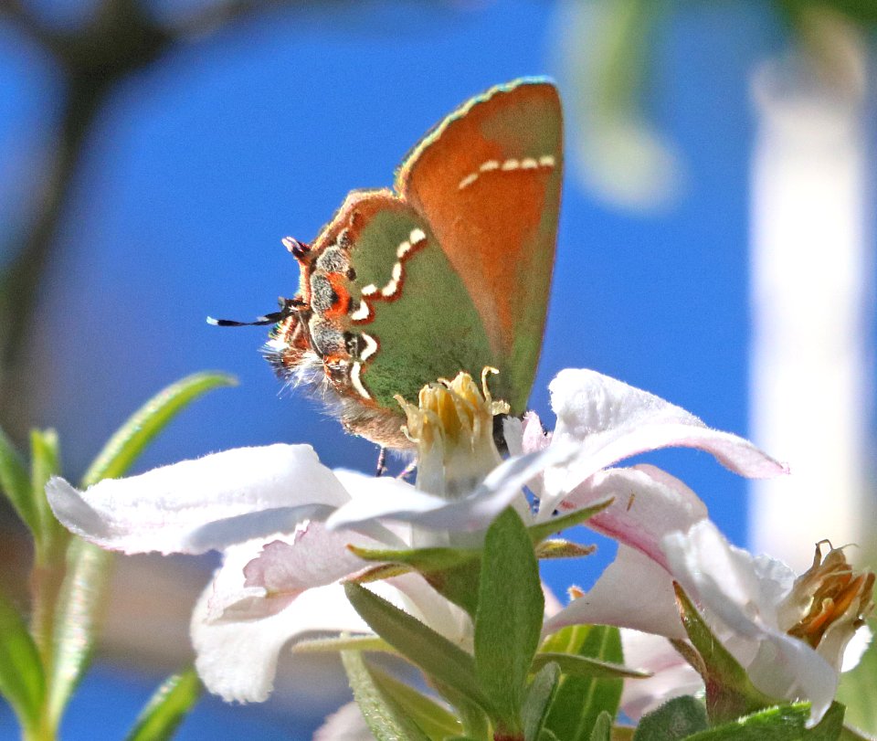 HAIRSTREAK, SIVA JUNIPER (Callophrys gryneus siva) (4-22-2020) guindani trail from kartchner caverns s p, whetstone mts, coronado nat forest, cochise co, az -02