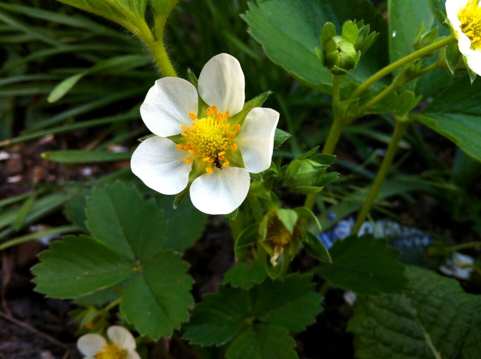 Strawberry garden nature