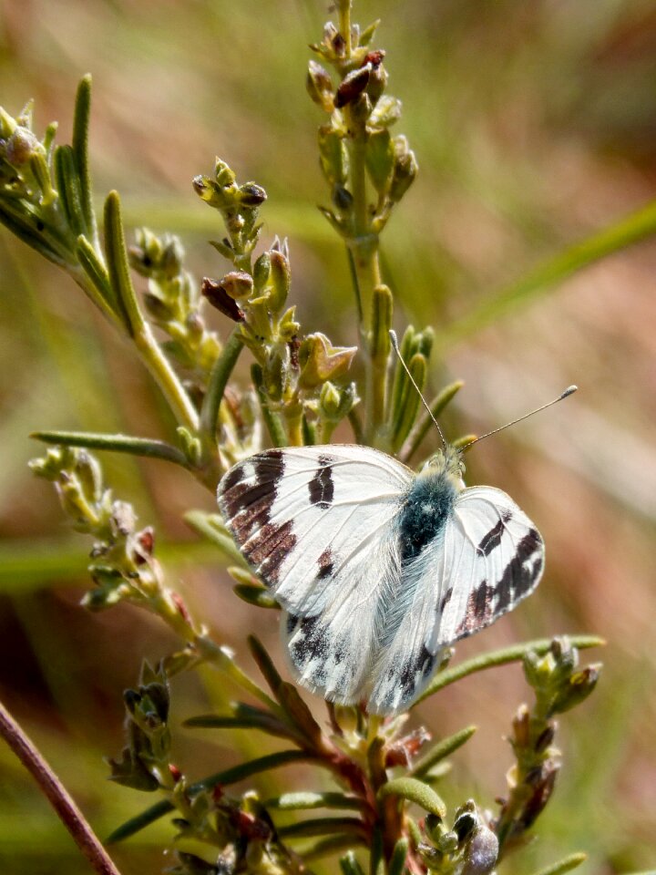 Rosemary black and white spring