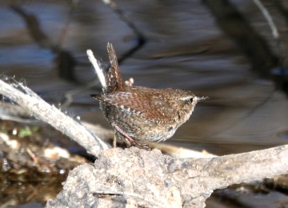 694 - WINTER WREN (2-11-2017) patagonia lake, santa cruz co, az -02