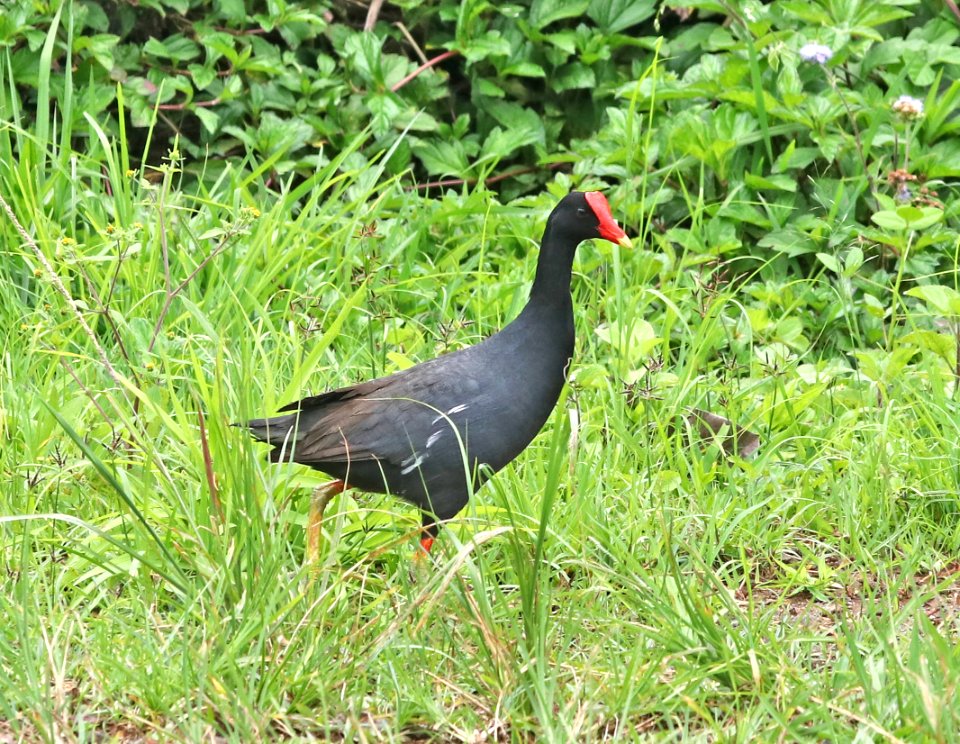 COMMON GALLINULE (4-28-2018) hawaiian race, hanalei nat wildlife refuge, kauai co, hawaii -03