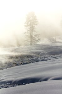 Lone tree in the steam near Mud Geyser