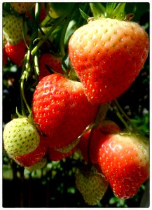 Strawberry