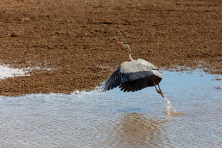 Blue Heron (Ardea herodias) takes flight