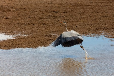 Blue Heron (Ardea herodias) takes flight photo