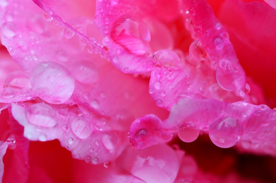 Raindrop nature macro