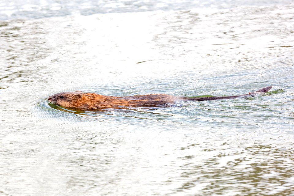 Muskrat swimming in a pond