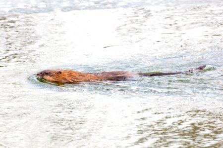 Muskrat swimming in a pond