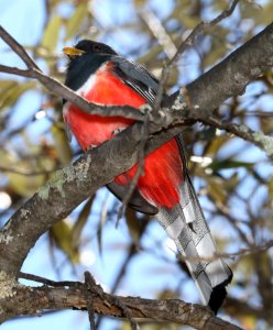 514 - ELEGANT TROGON (4-3-2017) upper humboldt canyon, patagonia mts, santa cruz co, az -04