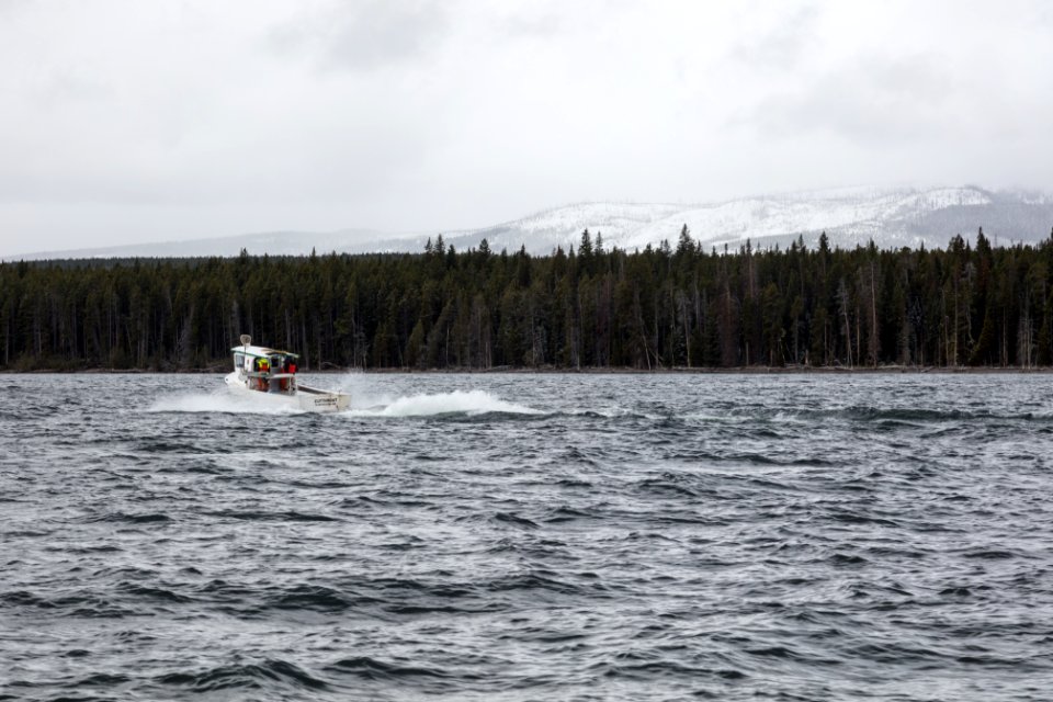 The Cutthroat on Yellowstone Lake
