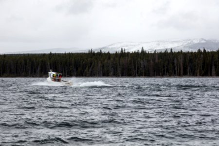 The Cutthroat on Yellowstone Lake