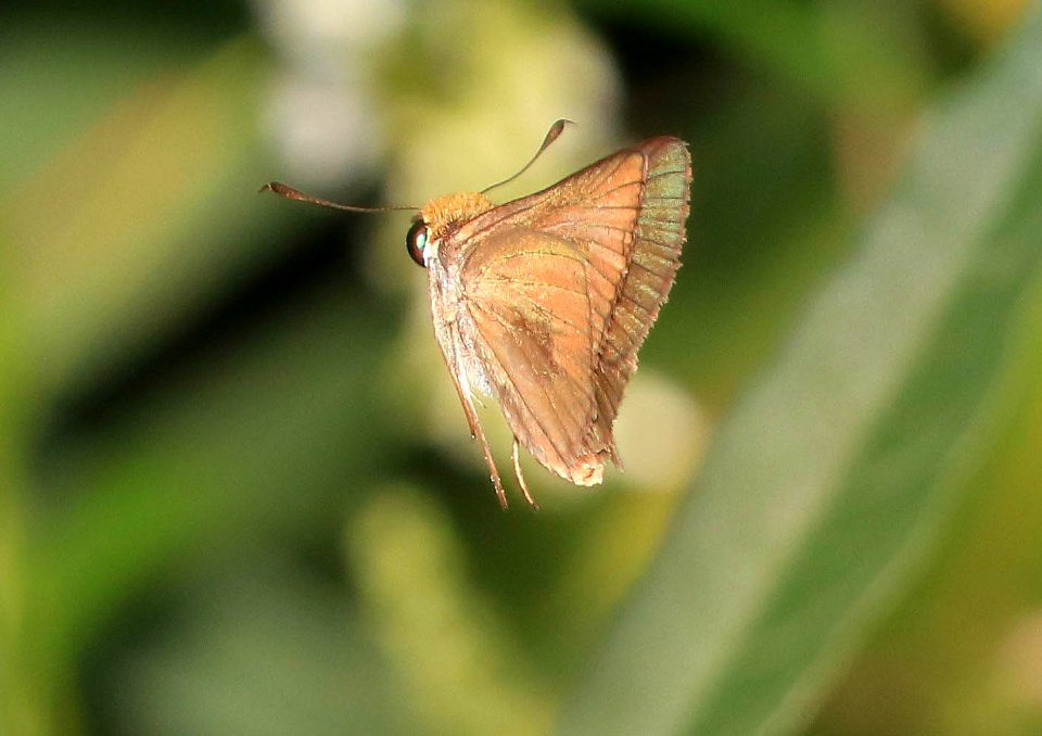 SKIPPER, DUN (Euphyes vestris) (9-2-2016) armand-bayou nature center,  chambers co, tx -02