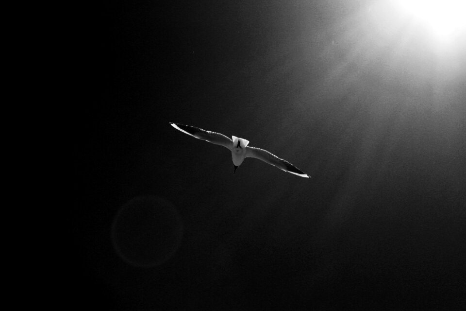 Flight sky nature