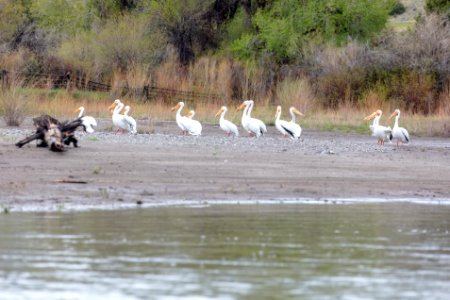 American white pelicans along the shore of the Yellowstone River