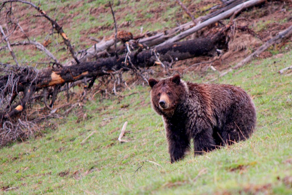 Grizzly bear near Mud Volcano