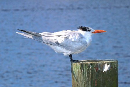 390 - ROYAL TERN (2-8-2016) tradwinds park, broward co, fl -01 photo