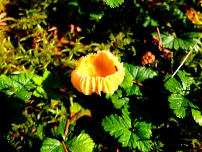 DSCF6756
