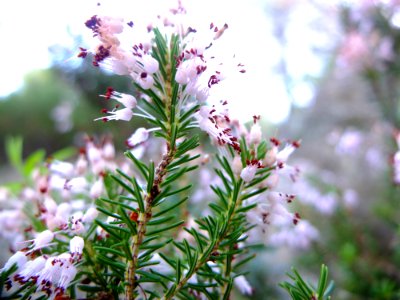 DSCF8440