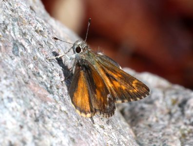 ROADSIDE-SKIPPER, CASSUS (Amblyscirtes cassus) (7-3-2020) madera canyon, santa rita mts, santa cruz co, az -01