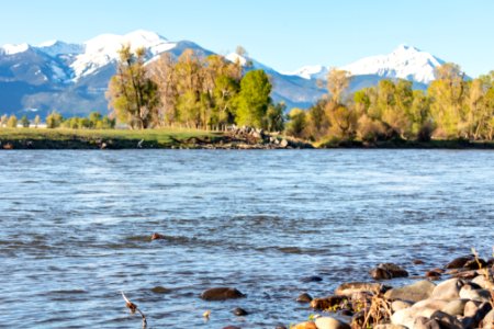 A beaver swims upstream along the Yellowstone River (2)