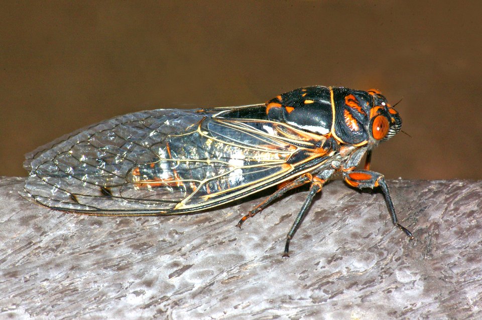 CICADA (6-24-09) -se arizona -01