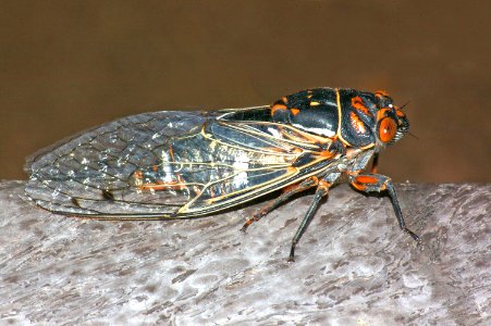 CICADA (6-24-09) -se arizona -01
