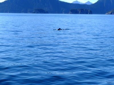 Humpback