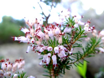 DSCF8442
