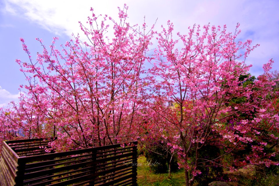 25 (Cherry blossom - Sakura in Alishan, Chiayi)