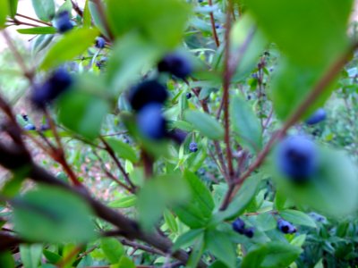 DSCF8346