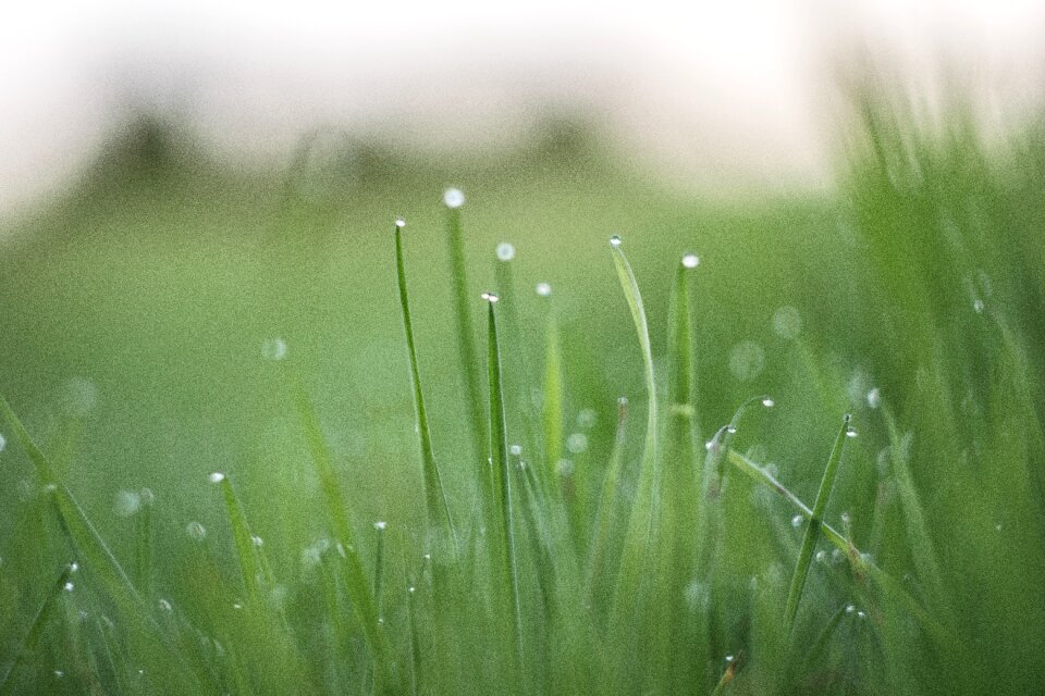 Field meadow romantic