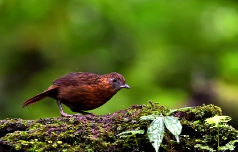 Rusty-breasted Wren Babbler
