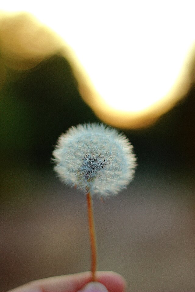 Nature plant stem