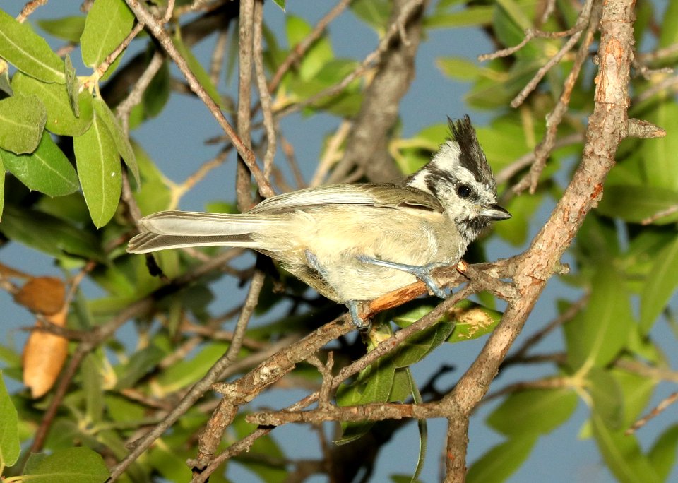 678 - BRIDLED TITMOUSE (7-26-2018) upper humboldt canyon, patagonia mts, santa cruz co, az -01