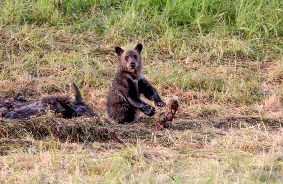 Grizzly cub on bison carcass in Hayden Valley