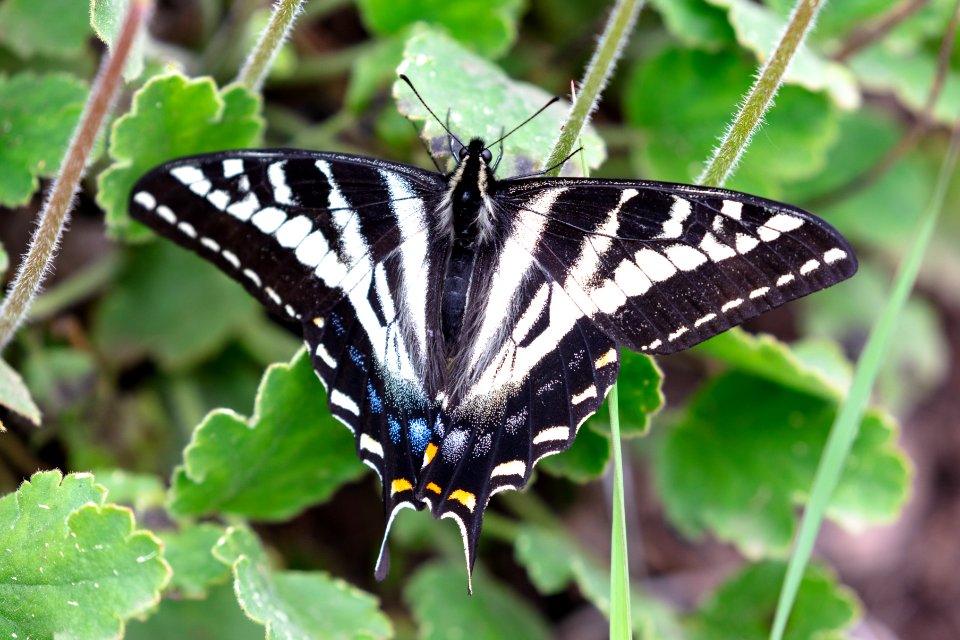 Pale swallowtail - Papilio eurymedon