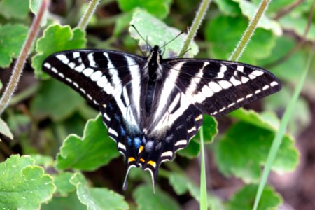 Pale swallowtail - Papilio eurymedon