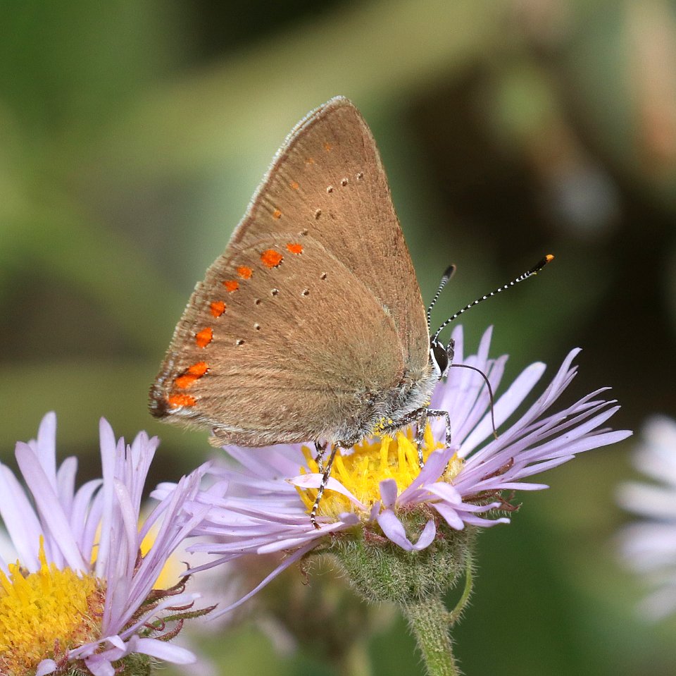 HAIRSTREAK, CORAL (Satyrium titus) (7-15-2020) 8400 ft, 10 miles n of grandby, grand co, co -16