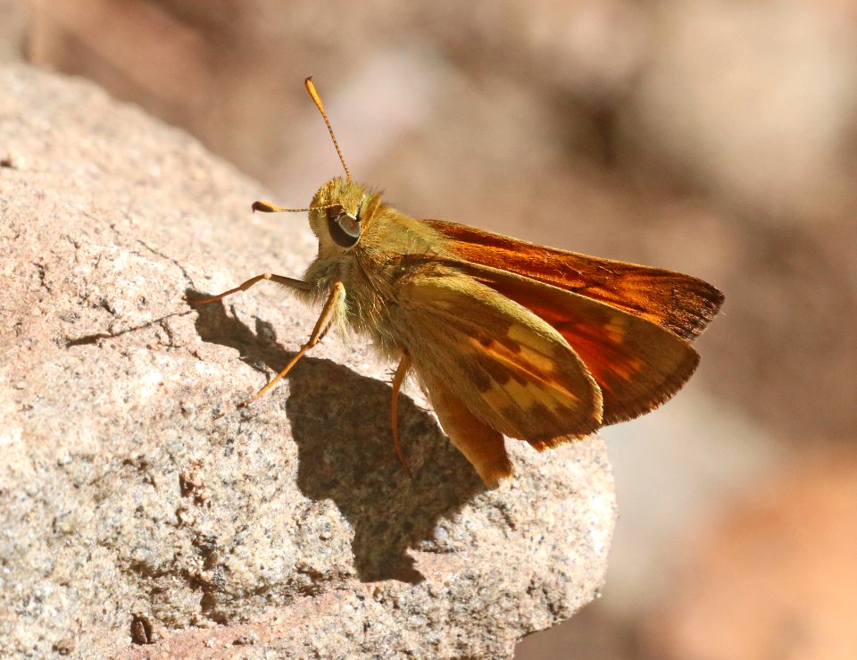 SKIPPER, TAXILES (Lon taxiles) (7-3-2020) madera canyon, santa rita mts, santa cruz co, az -04